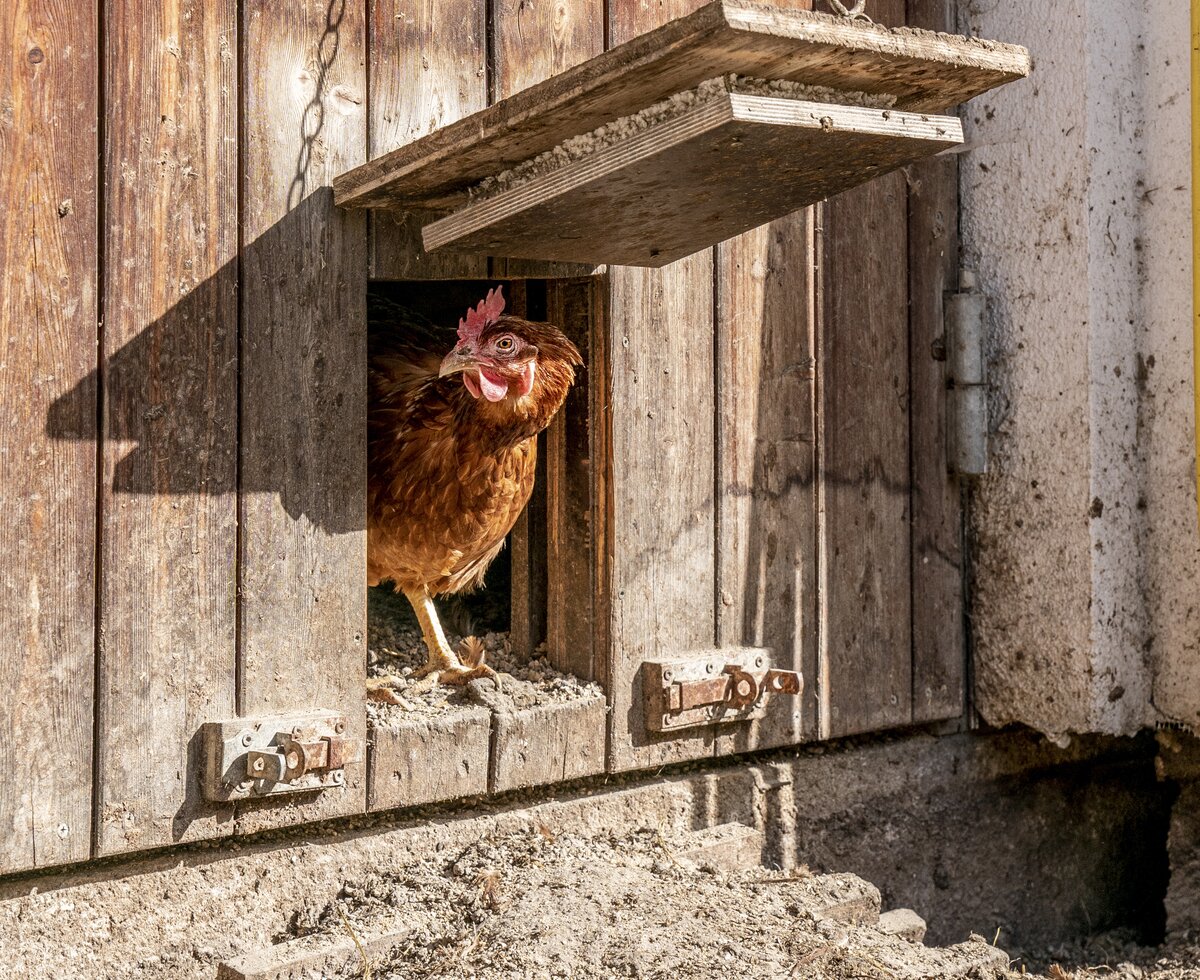 Huhn am Honzarhof | © Black Tea Fotografie/Viktoria Gstrein Huhn am Honzarhof | © Black Tea Fotografie/Viktoria Gstrein