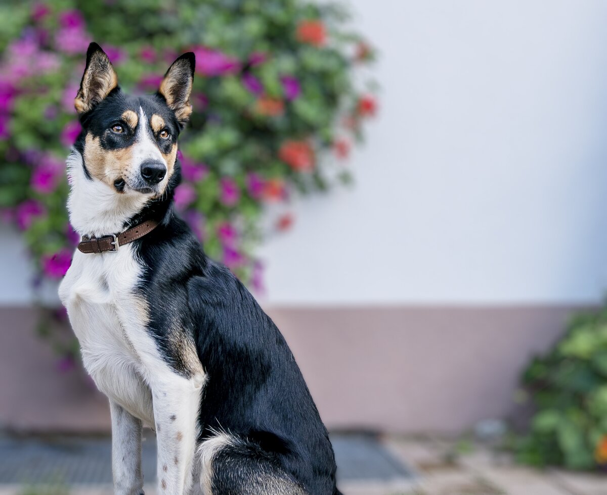 Hund am Honzarhof | © Black Tea Fotografie/Viktoria Gstrein Hund am Honzarhof | © Black Tea Fotografie/Viktoria Gstrein