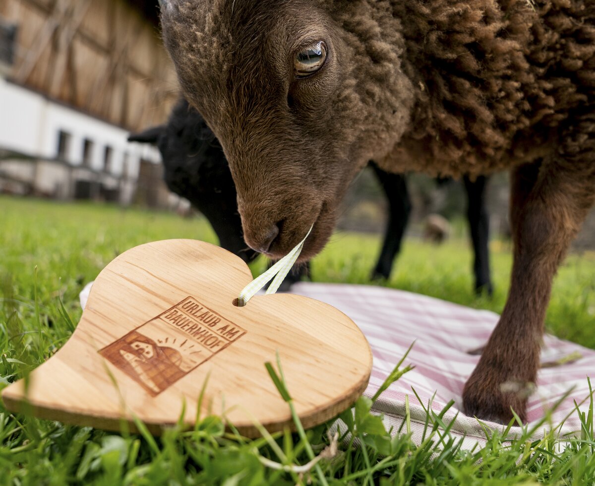 Tiere mit Urlaub am Bauernhof-Herz am Wendlshof | © Black Tea Fotografie/Viktoria Gstrein Tiere mit Urlaub am Bauernhof-Herz am Wendlshof | © Black Tea Fotografie/Viktoria Gstrein