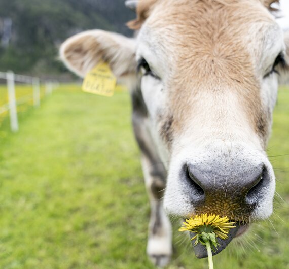 Kühe auf der Weide am Wendlshof | © Black Tea Fotografie/Viktoria Gstrein 