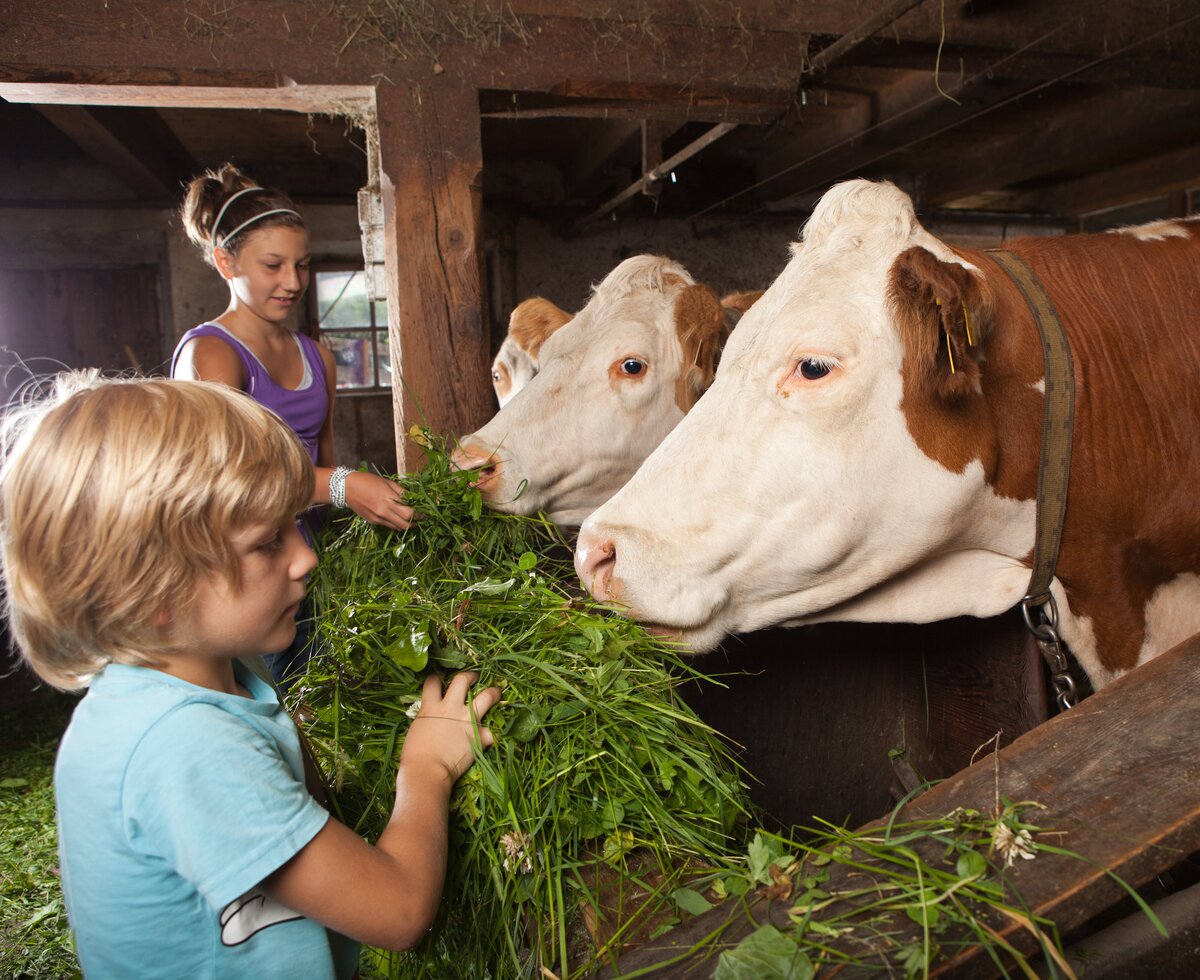 Kühe im Stall füttern | © Urlaub am Bauernhof - Mario Webhofer Kühe im Stall füttern | © Urlaub am Bauernhof - Mario Webhofer
