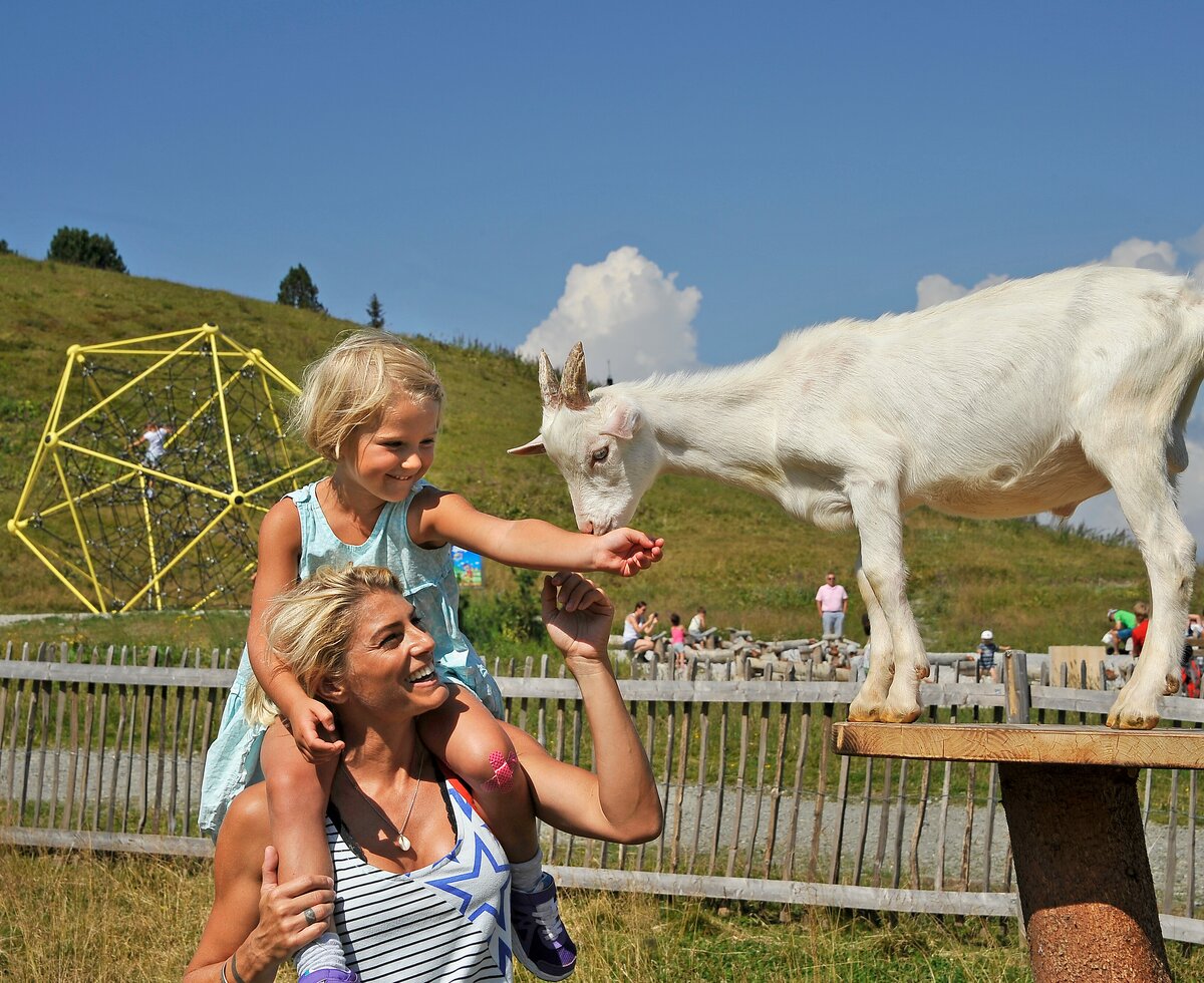 Streichelzoo Spieljoch | © fügenzillertal/ Wörgetter&friends Streichelzoo Spieljoch | © fügenzillertal/ Wörgetter&friends