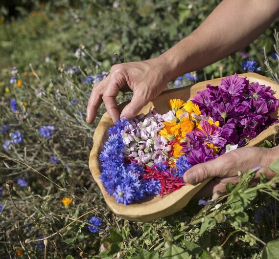 Blüten werden in der Schale gesammelt | © Urlaub am Bauernhof Tirol / Lisa Hörterer