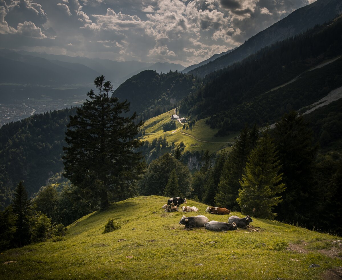 Bergwiese mit Kühe bei Kaisersäule | © ©Hall-Wattens Tourismus