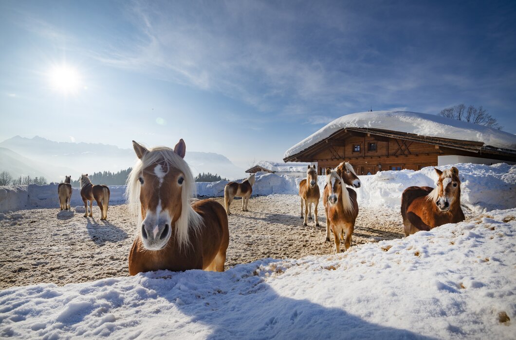 Kaiserwinkl Landschaft  | © ©TVB Kaiserwinkl Bergmann