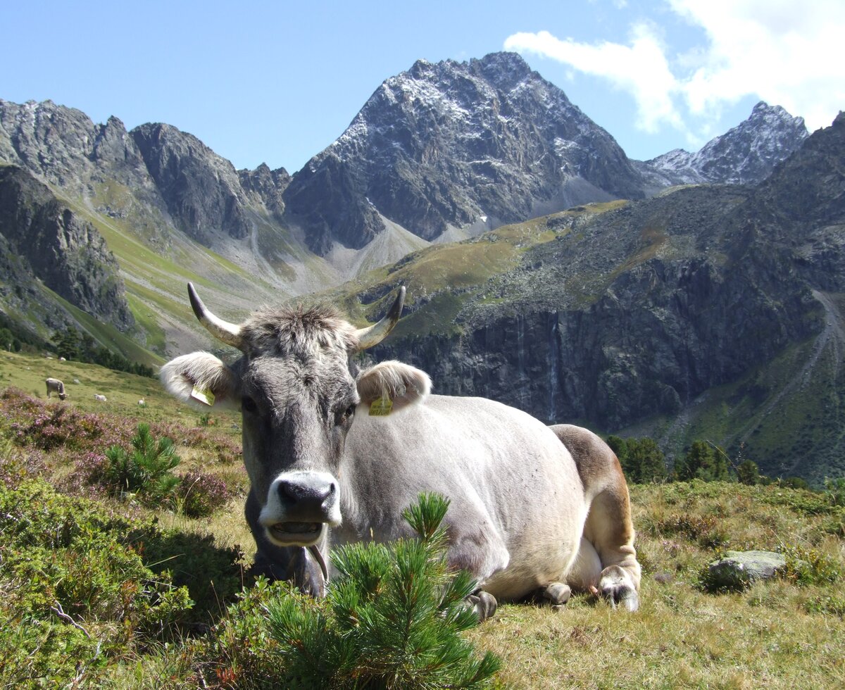 Naturpark Kaunergrat | © TVB Pitztal/Wolfgang Schranz Naturpark Kaunergrat | © TVB Pitztal/Wolfgang Schranz