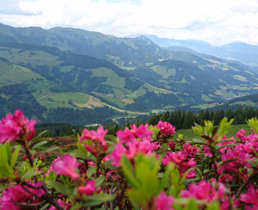Almrosen | © Urlaub am Bauernhof - Wildschönau Tourismus