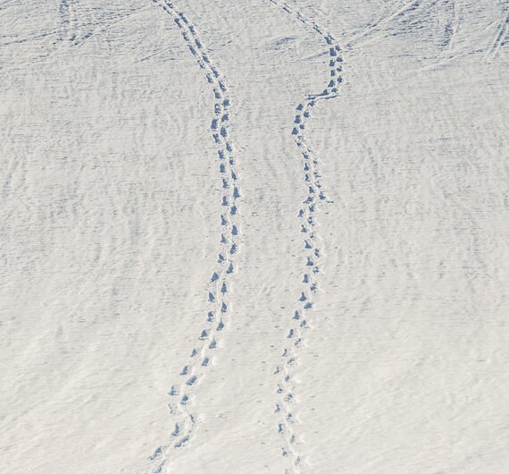 Spuren im Schnee | © Tirol Werbung/ Braun Jannis