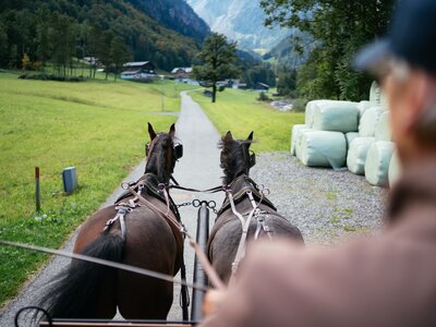 Kutschenfahrt | © Urlaub am Bauernhof Vorarlberg / Daniel Gollner Dem Kutscher bei der Kutschenfahrt über die Schulter geblickt | © Urlaub am Bauernhof Vorarlberg / Daniel Gollner