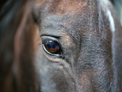 Pferdeportrait | © Urlaub am Bauernhof Vorarlberg / Daniel Gollner Pferdeportrait | © Urlaub am Bauernhof Vorarlberg / Daniel Gollner