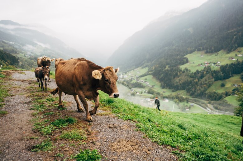 Kühe und Esel am Bergweg | © Urlaub am Bauernhof Vorarlberg / Daniel Gollner