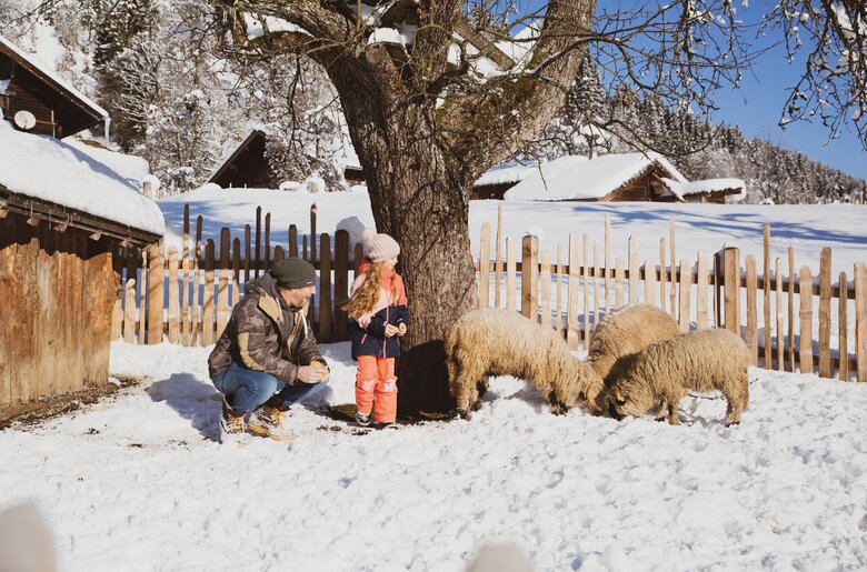 Vater und Tochter bei den Schafen im Schnee | © Urlaub am Bauernhof Österreich / Pascal Baronit