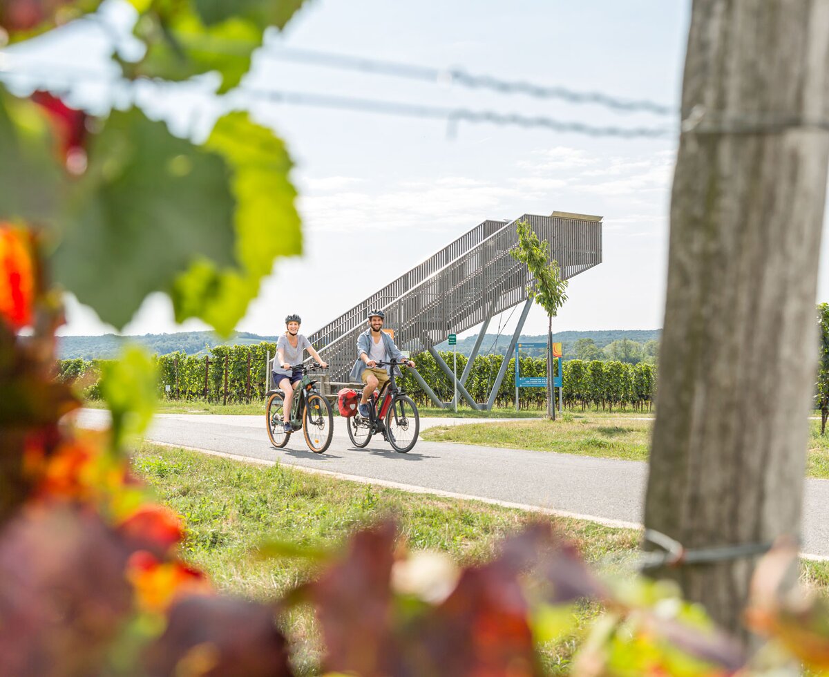 Two cyclists riding bicycles on a path through a vineyard, with a metal structure in the background and lush greenery surrounding them.
