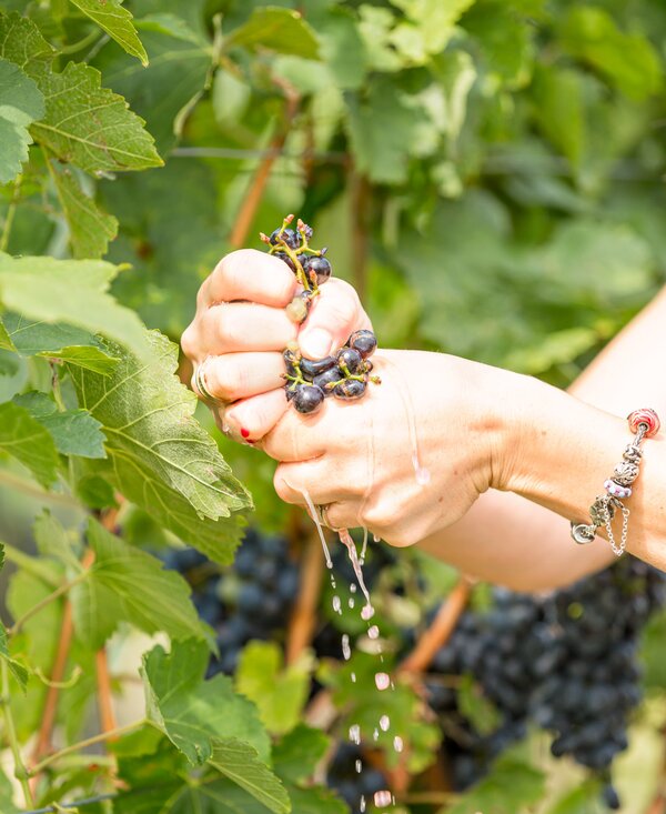 Dunkle Trauben an einer Rebe, umgeben von grünen Blättern. Eine Hand hält die Trauben fest und lässt Wasser darauf tropfen. | © Urlaub am Winzerhof / ELISABETH FRÖHLICH photography
