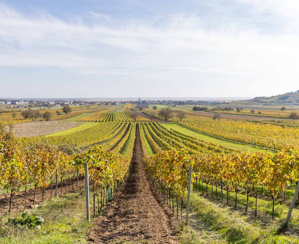 Weitläufige Weinberge mit gelb-grünen Reben, durchzogen von Wegen, eingebettet in eine hügelige Landschaft unter einem wolkigen Himmel.