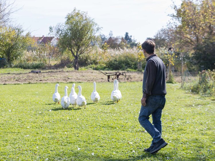 Eine Person in Jeans und Jacke betrachtet eine Gruppe von weißen Gänsen auf einer grünen Rasenfläche, umgeben von herbstlicher Natur und Bäumen.