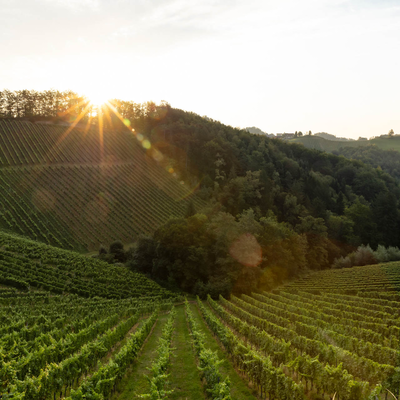 Weitläufige Weinberge erstrecken sich über sanfte Hügel, durchzogen von Waldstücken. Die Sonne bricht durch die Wolken und erhellt die Szene in einem warmen, goldenen Licht. | © Urlaub am Bauernhof / Elisabeth Fröhlich