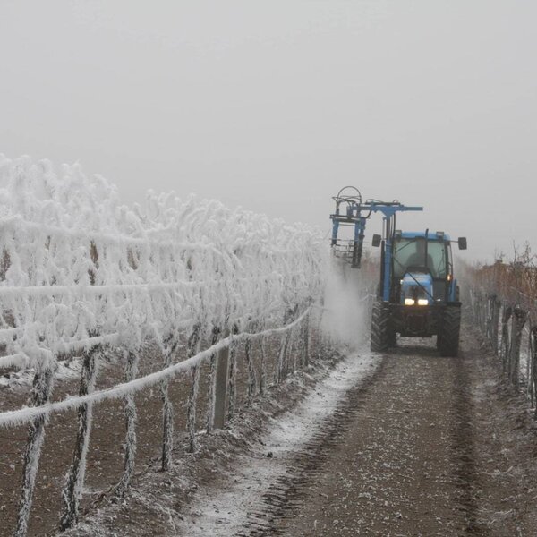 Ein Traktor besprüht die gefrorenen Weinreben im Weinberg des Hofes.
