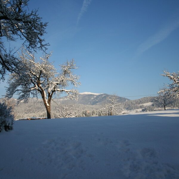 View behind the house