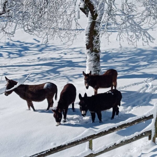 Mehrere Esel stehen im Schnee auf dem Bauernhof, umgeben von schneebedeckten Bäumen und einem Zaun.