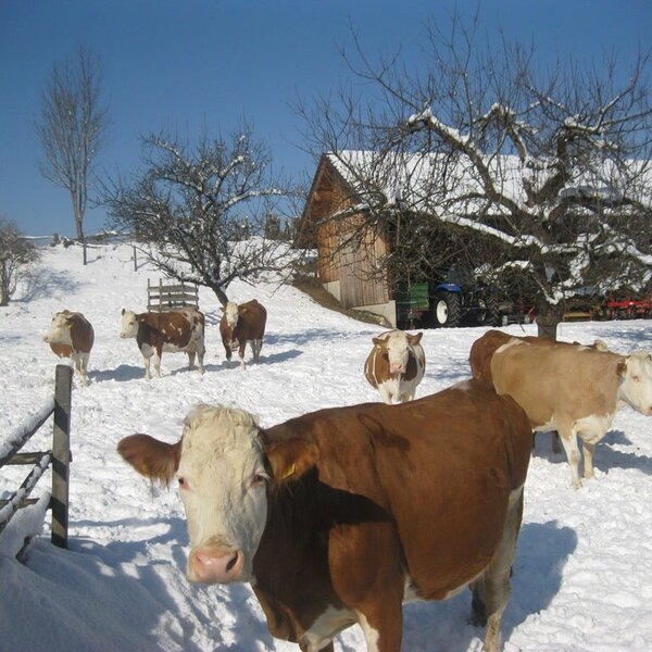 Happy cows in winter