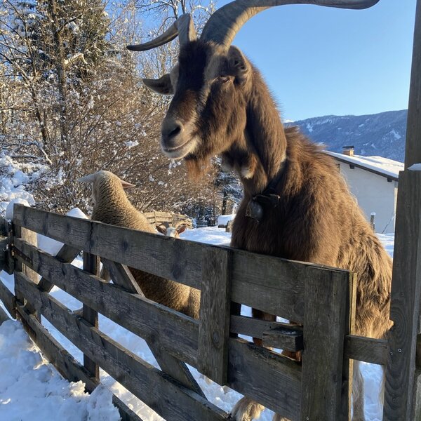 Ein Ziegenbock und ein Schaf am Zaun des Bauernhofs im winterlichen Schnee.