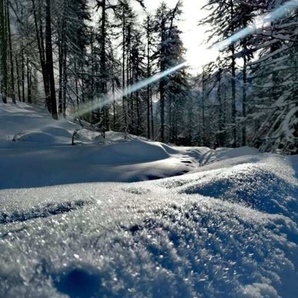 The winter forest setting of the Alpine Hut, featuring snow-covered trees and sun-drenched, glittering snow.