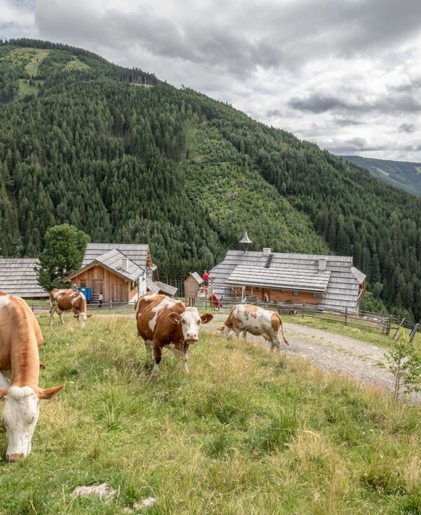 Die Alm mit Holzhäusern, grasenden Kühen und bewaldeten Bergen im Hintergrund.