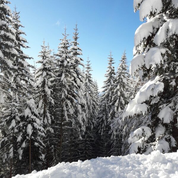 Snow-covered fir trees and deep snow under a clear blue sky, showcasing the winter environment around the Farm House.
