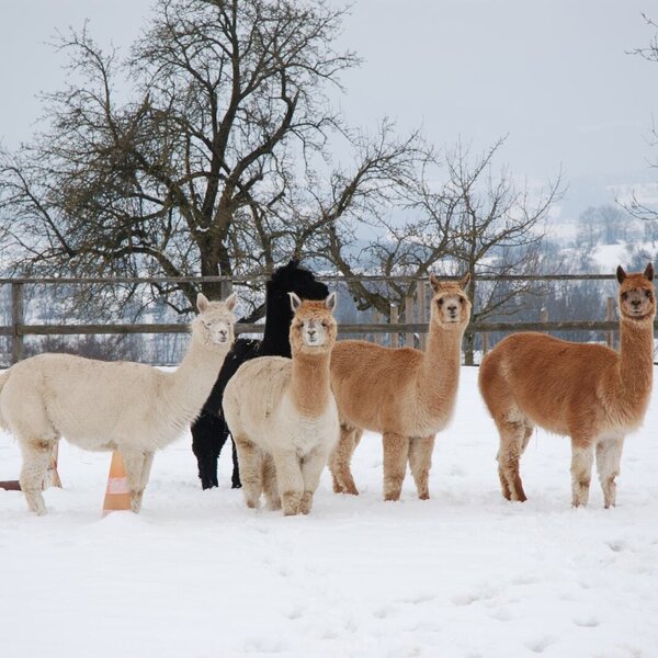 Alpakas im Winter © Esperanza