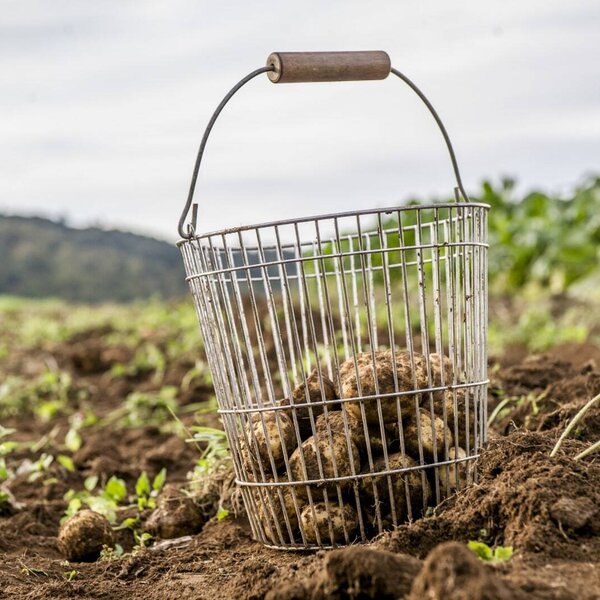 Korb mit frischen Erdäpfel