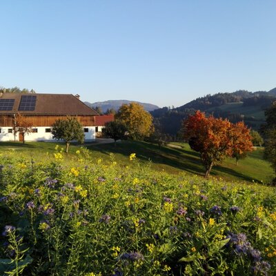 Der Bauernhof mit Solaranlage, eingebettet in eine hügelige Landschaft mit Bäumen und blühenden Wiesen.