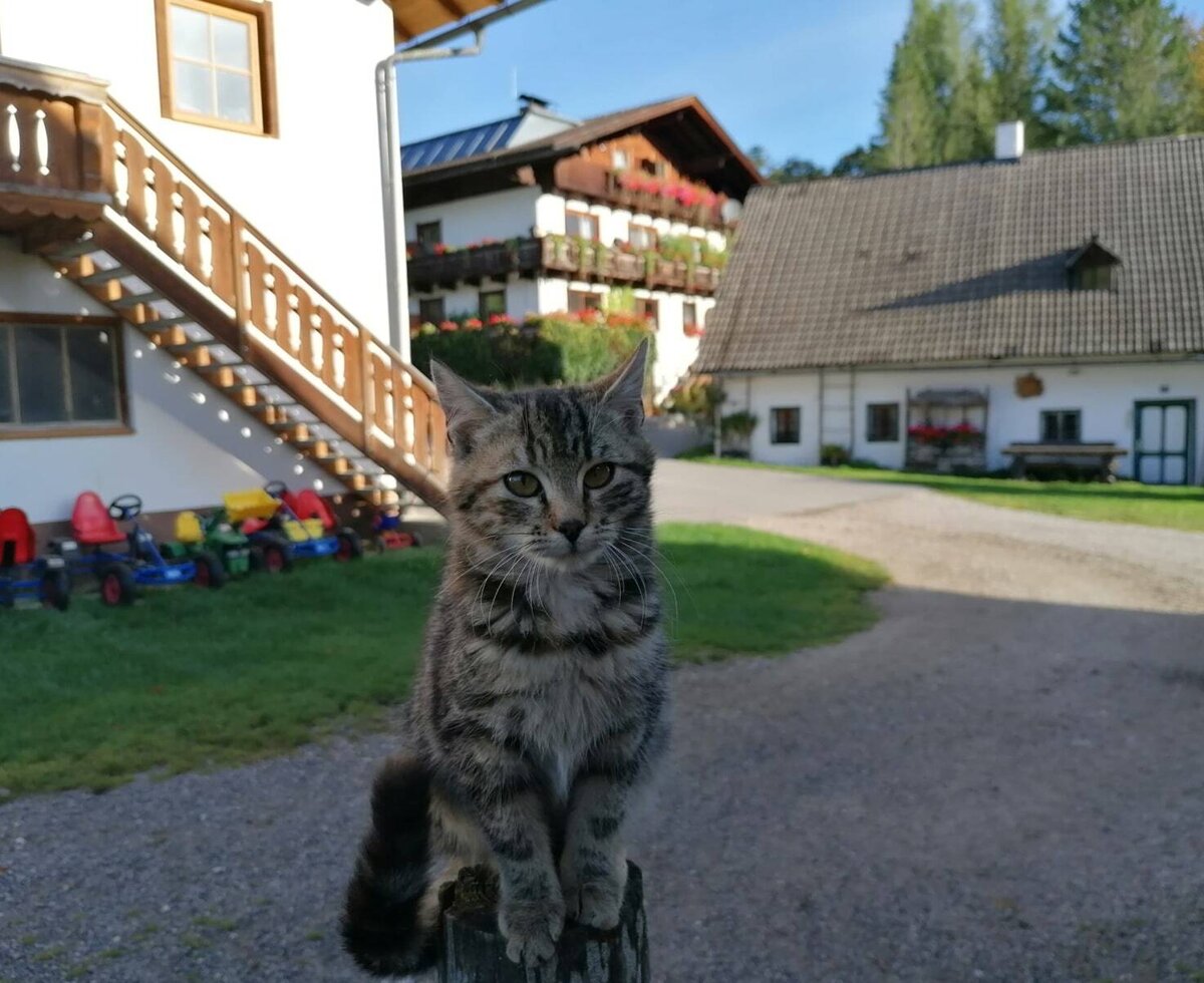 Katze