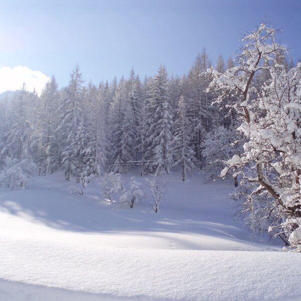 View of the snow-covered forest and winter landscape from the Farm House.