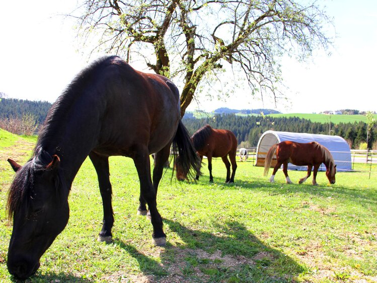 Die Pferde des Bauernhofs grasen auf der grünen Wiese mit Wald und Hügeln im Hintergrund. | © Urlaub am Bauernhof Oberösterreich/Schenker
