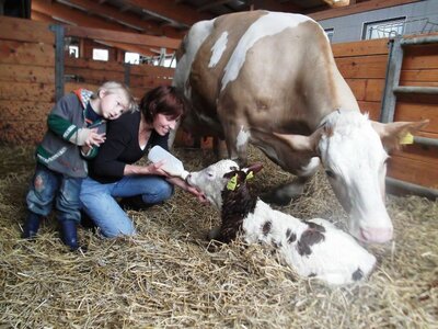 Ein neugeborenes Kalb hat Hunger