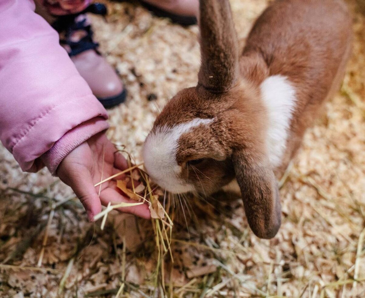 Ein Kind füttert einen Hasen auf dem Bauernhof, einem der vielen Tiere des Hofes.