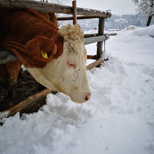 Winter mit Kuh