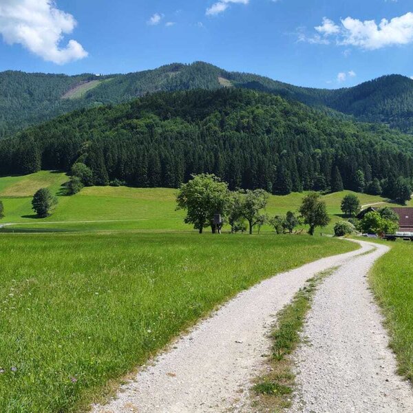 Der Zufahrtsweg zum Biohof Grubbauer, umgeben von grünen Wiesen und bewaldeten Bergen.