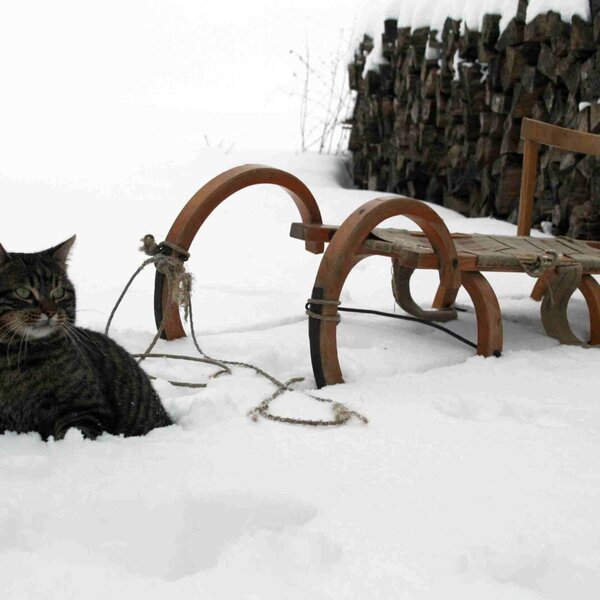 Katze im Schnee