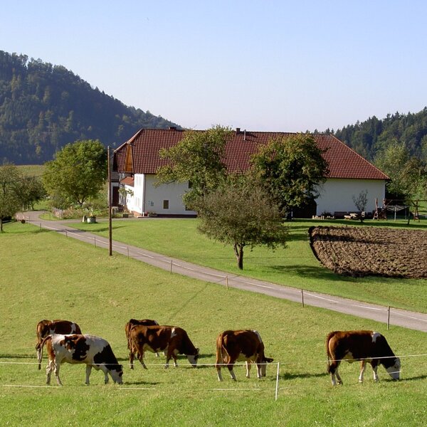 Kühe sind auf der Weide