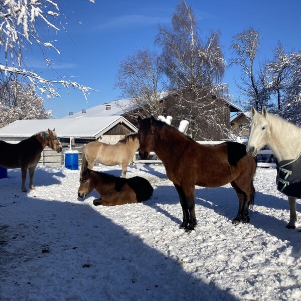 Pferde auf dem verschneiten Gelände des Bauernhofs.