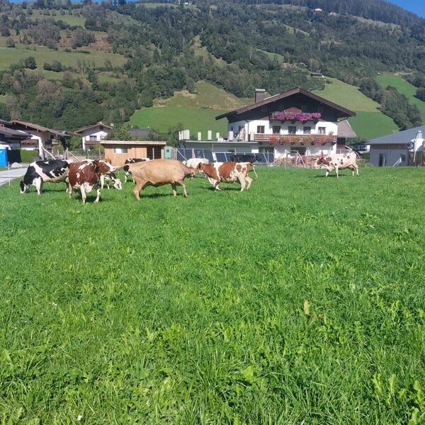Kühe grasen auf der Wiese vor dem Bauernhof mit Bergblick.