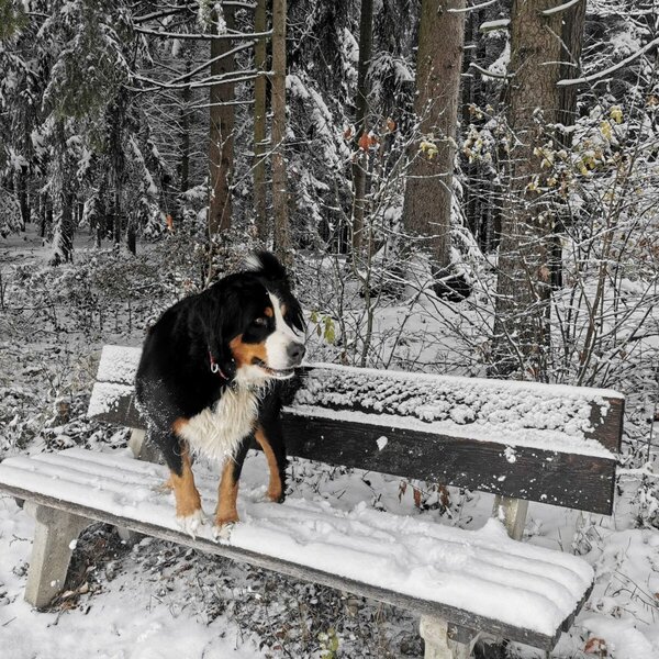 Ein Berner Sennenhund auf einer schneebedeckten Bank im verschneiten Wald in der Umgebung des Bauernhofs.