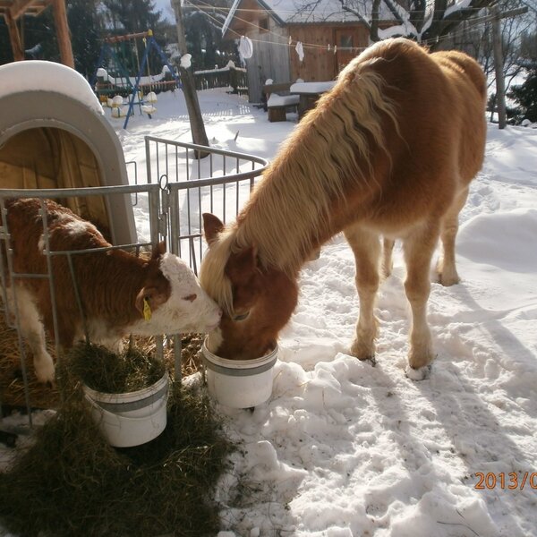 Pferd und Kalb Winter