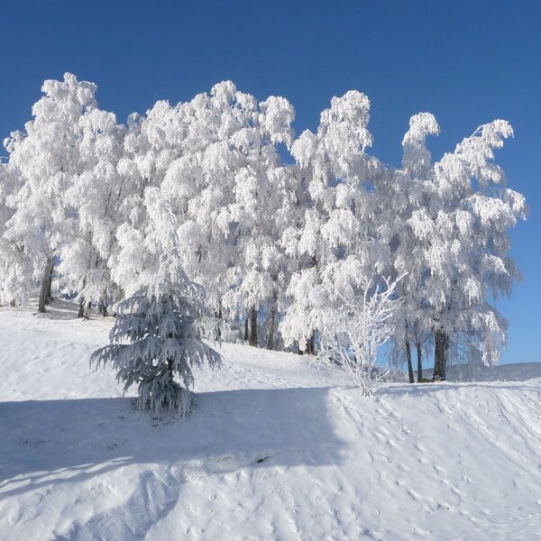 Birkenwald im Winter