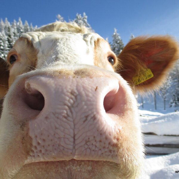 Kuhler Urlaub am Gerlhof