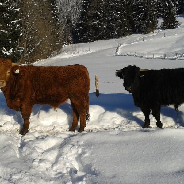 Zwei Hochlandrinder im Schnee auf dem Bauernhof.