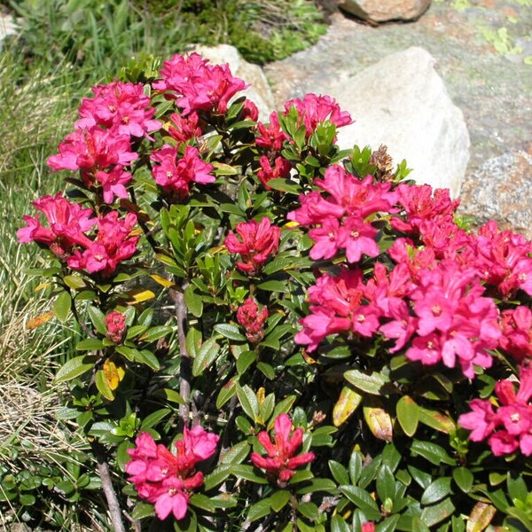 a wonderful time, the alpine rose blossom