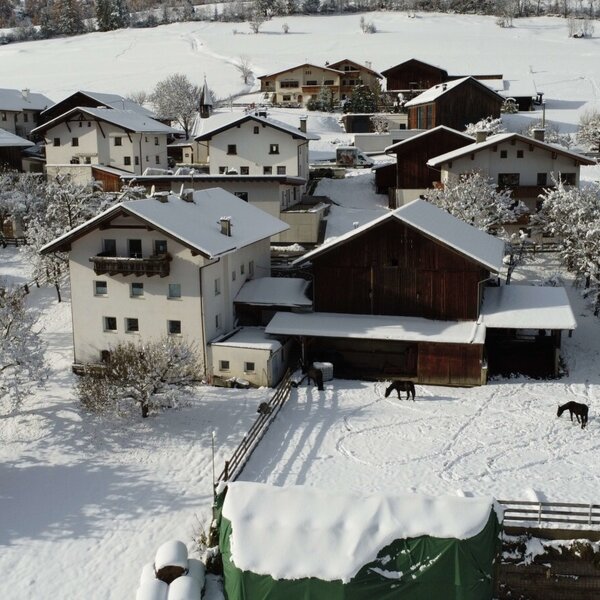 The Noriker enjoy the place in the sun
